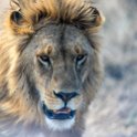 TZA SHI SerengetiNP 2016DEC24 NamiriPlains 027 : 2016, 2016 - African Adventures, Africa, Date, December, Eastern, Month, Namiri Plains, Places, Serengeti National Park, Shinyanga, Tanzania, Trips, Year